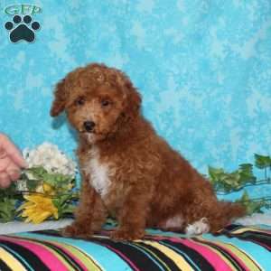 Crayfish, Toy Poodle Puppy